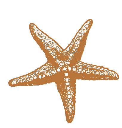 starfish